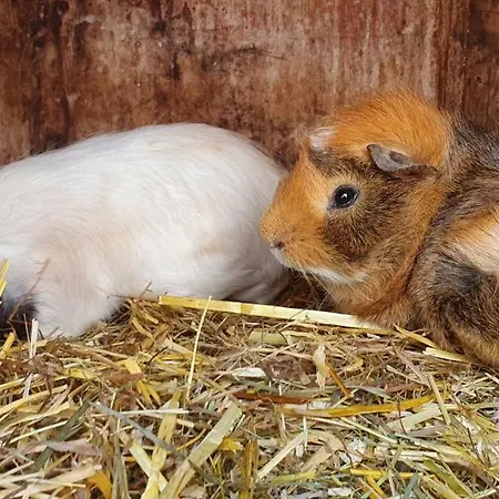 Lugsteinhof Hotell 3*