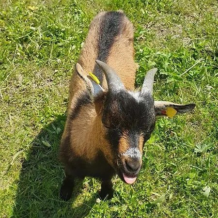 Lugsteinhof Альтенберг