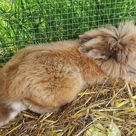 Lugsteinhof Отель