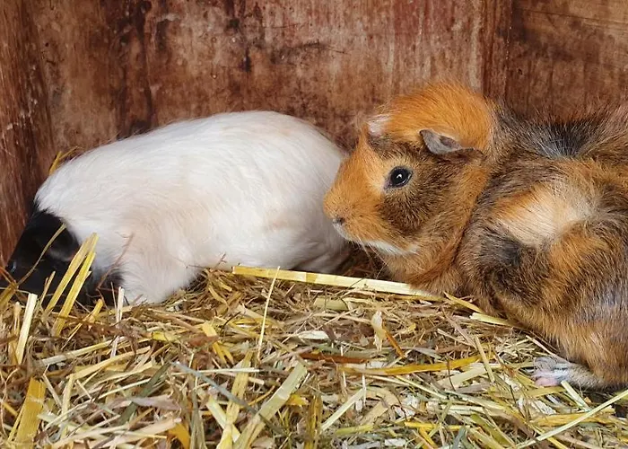 Lugsteinhof Hotel 3*