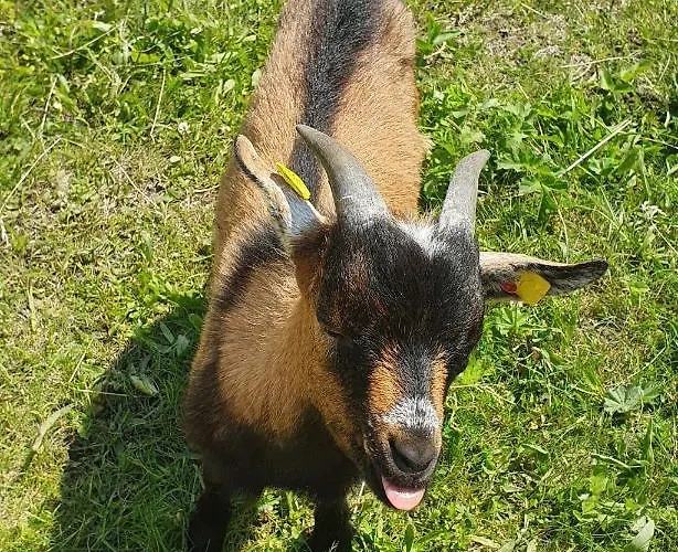 Lugsteinhof Altenberg (Osterzgebirge)